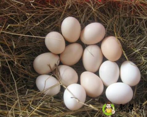 公鸡蛋和母鸡蛋的区别