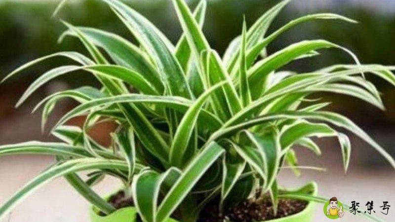 吊兰夏天蔫了咋办