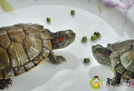 池浅王八多比喻什么