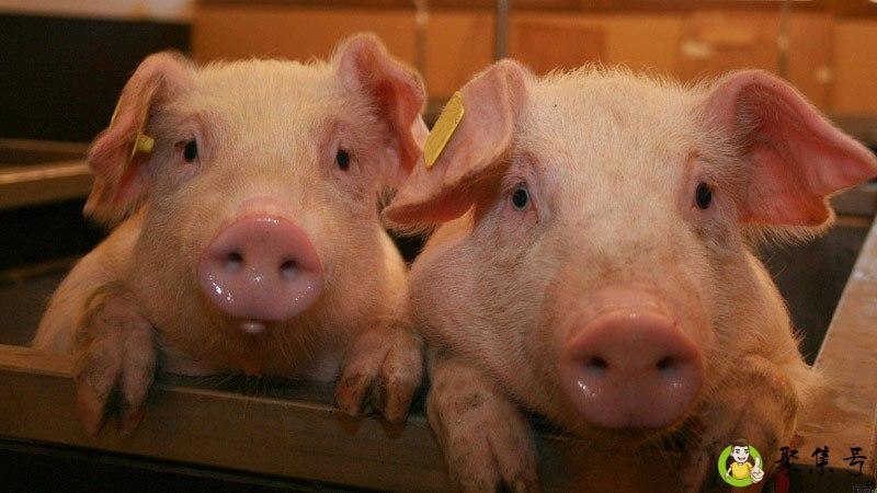 落井下石连连开是什么生肖