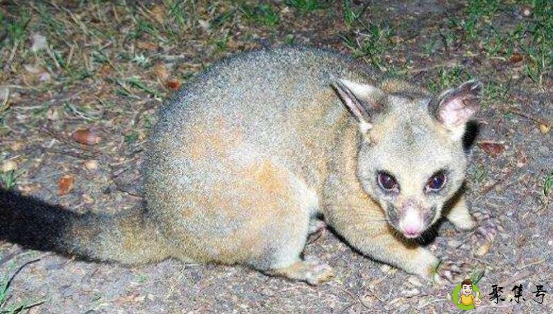 广东人吃的树熊是什么