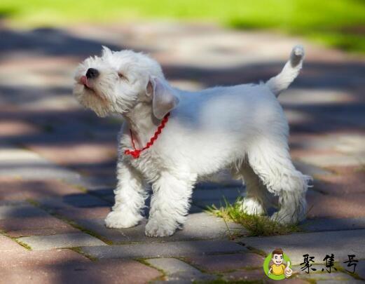 狗怕什么气味防止乱拉尿