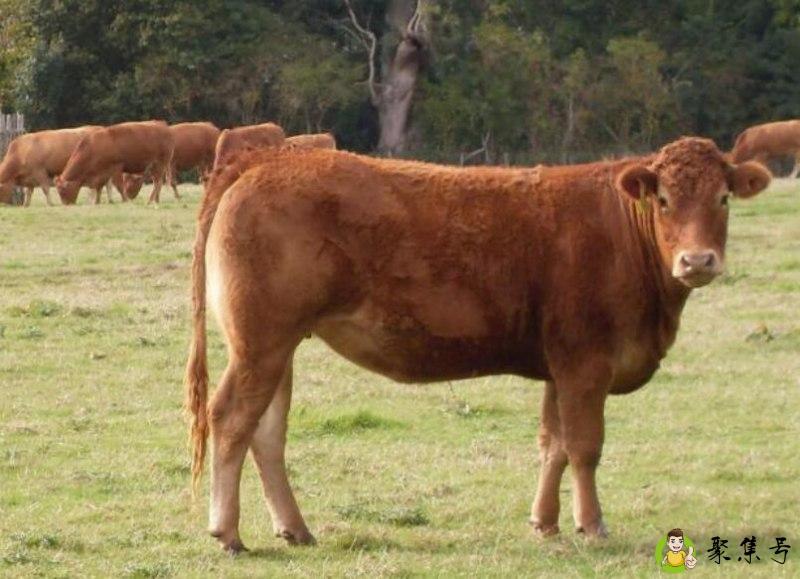 田代表什么生肖