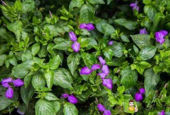 红蓝草和紫蓝草的区别