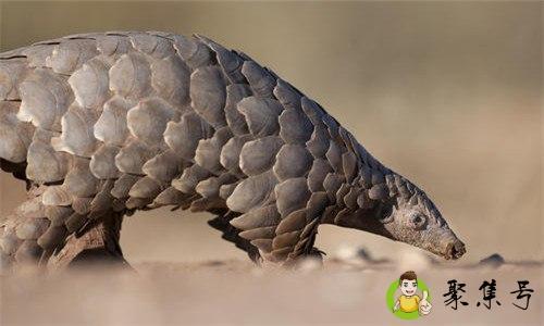 穿山甲一共多少种-