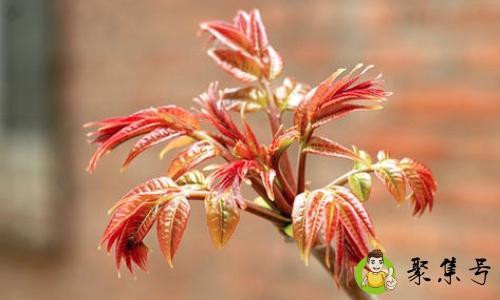 香椿炒之前需要焯水吗