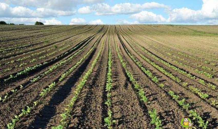 一平方公里是多少亩