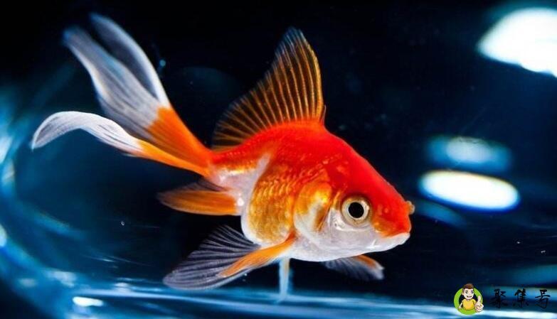 4一5厘米的金鱼是几年龄