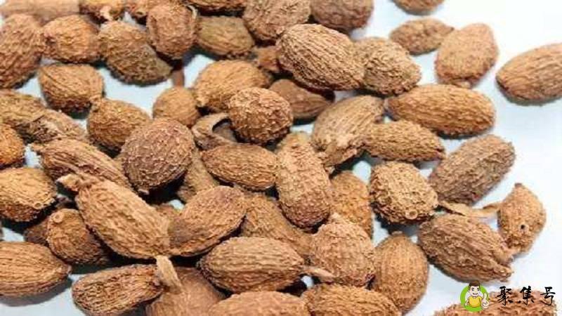 阳春砂和砂仁区别