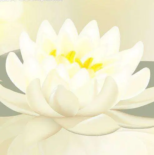 盛世白莲什么意思