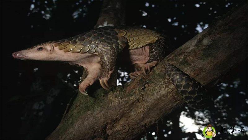 穿山甲会不会爬树