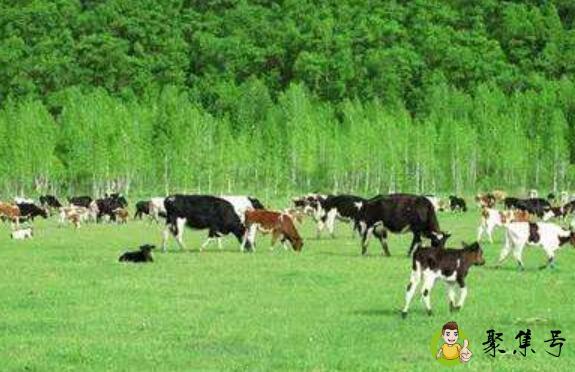 畜牧业是第几产业