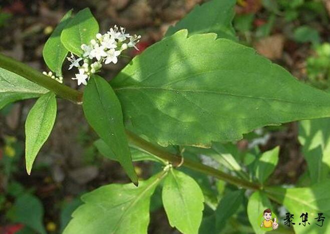 攀倒甑食用方法