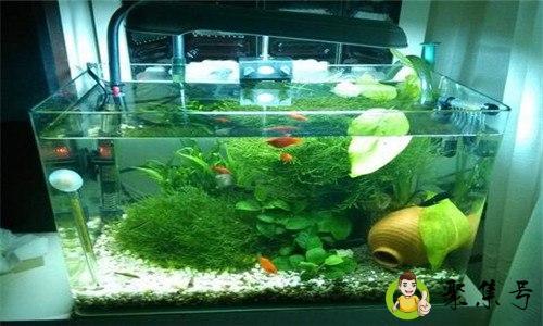 怎样防止鱼缸滋生蚊子