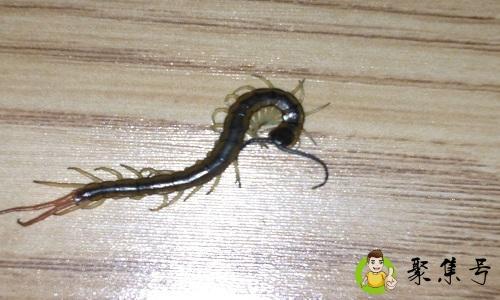 蜈蚣对人有什么危害