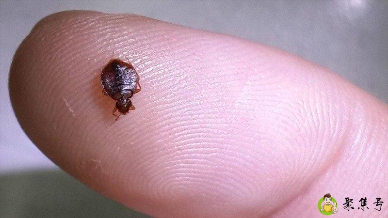 怎么判断床上有床虱
