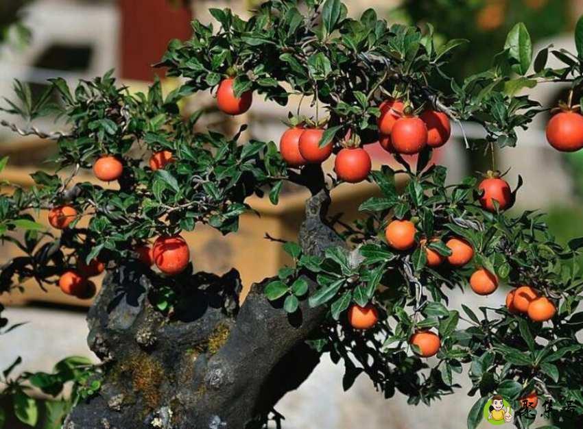 金弹子和老鸦柿的区别