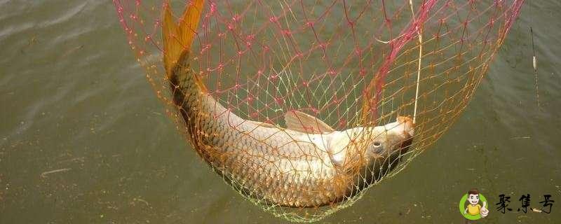 钓鲤鱼饵料配方