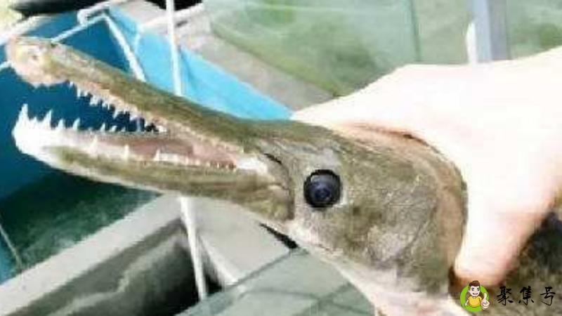 逮到是什么意思