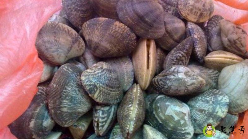 贝壳类属于哪种垃圾