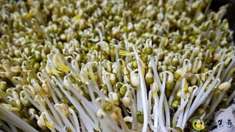 生绿豆芽用凉水还是热水泡绿豆