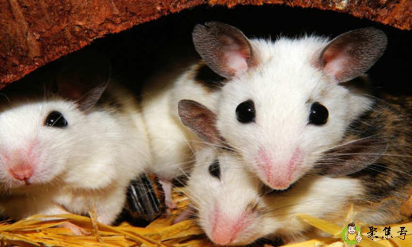 家肖和野肖都是哪些呢