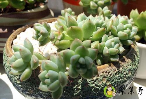 法师多久浇一次水