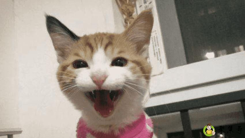 猫咪打喷嚏能自己好吗