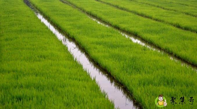 禾草珍珠透心香是什么意思