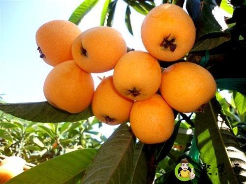 枇杷的象征意义