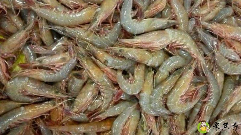 活皮虾是什么虾