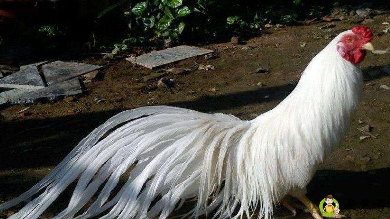 成人之美什么生肖