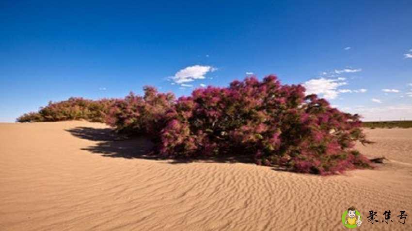 北疆四杰指的是什么