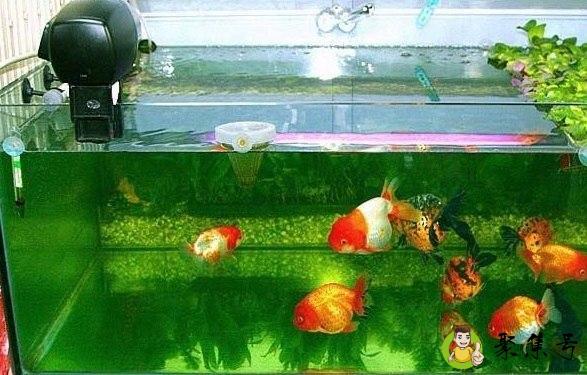 80公分鱼缸里养金鱼能放多少条