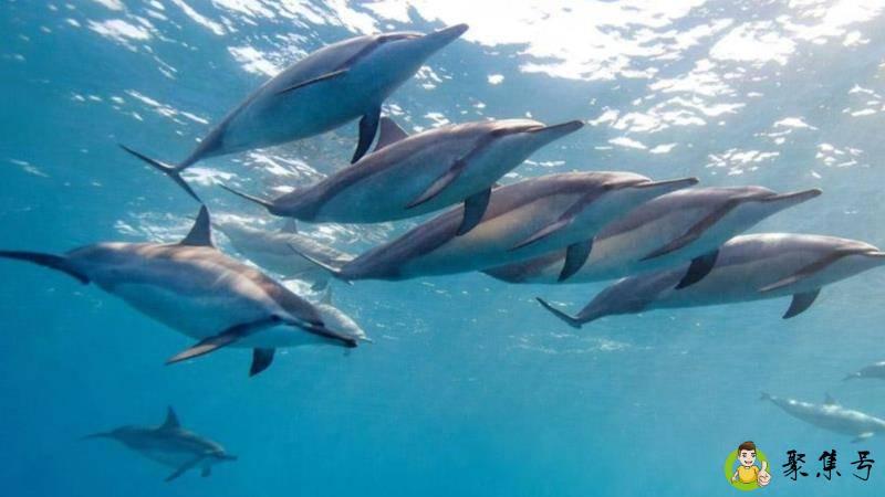 鱼王是什么意思