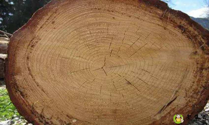 树桩上年轮宽的一面指向什么方