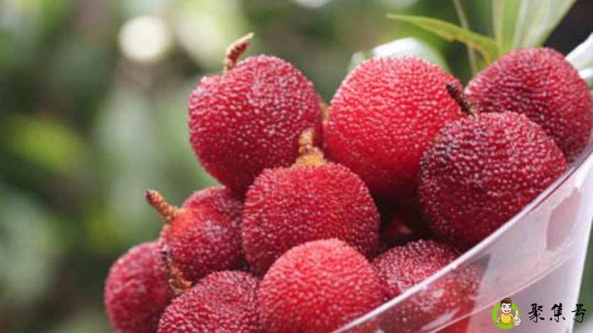 杨梅树什么时候发芽