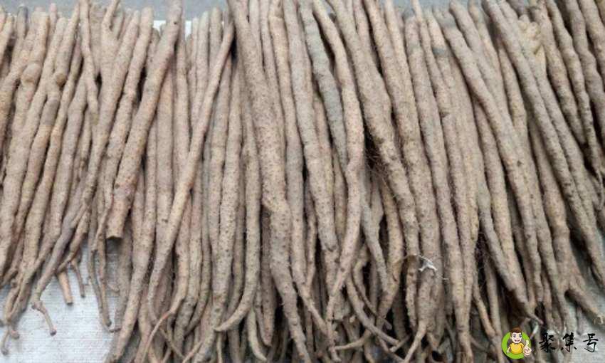 小白嘴山药和铁棍山药区别是什么