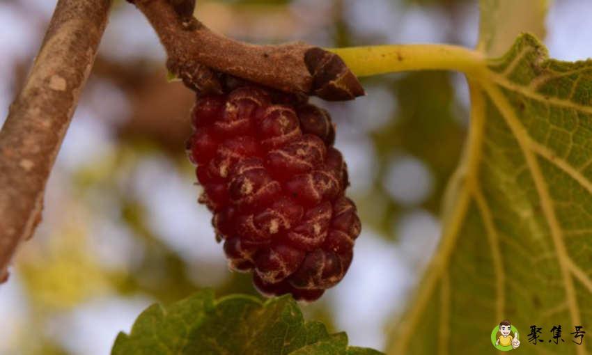 桑葚怎么保存时间长呢