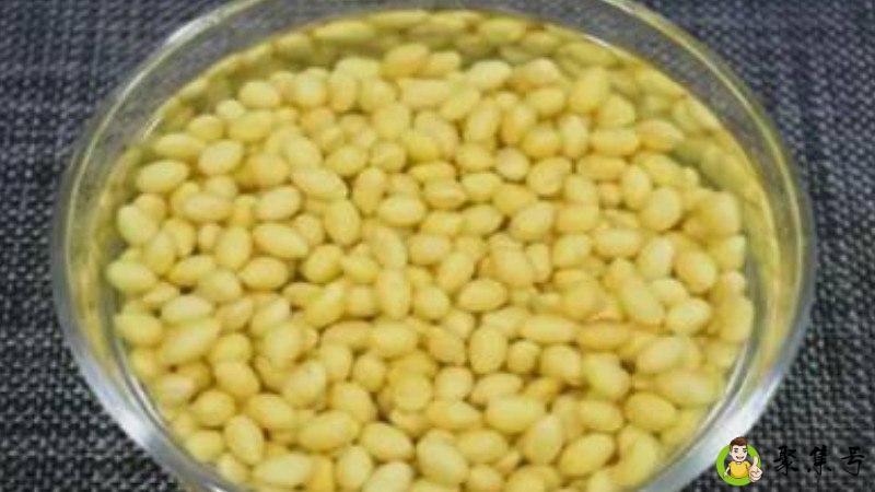 泡黄豆水适合浇什么花