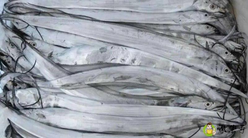 带鱼16-18是什么意思