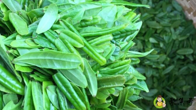 六瓜安片属于什么茶