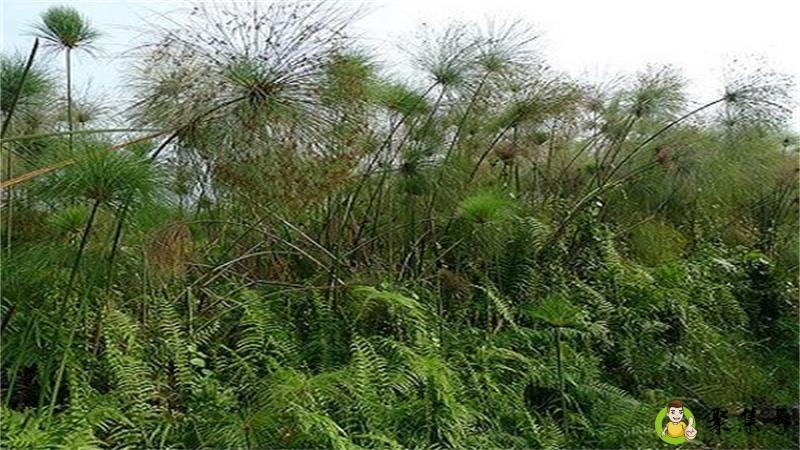 纸草是什么材质