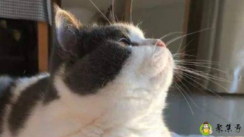 奶fufu的意思是可爱的意思吗