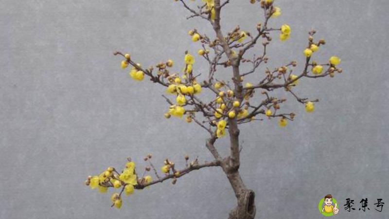 腊梅扦插怎么做