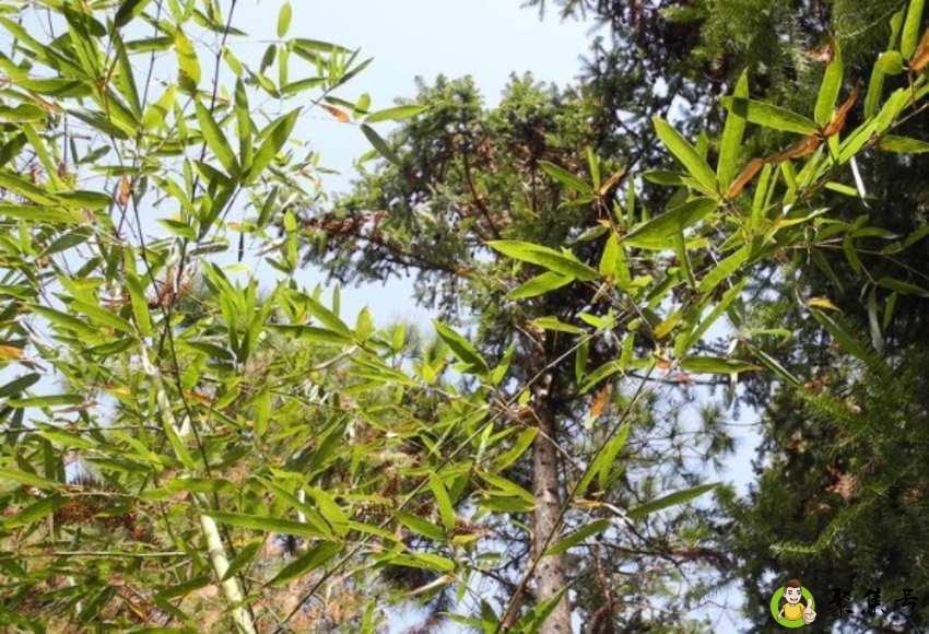 树神和树王的区别