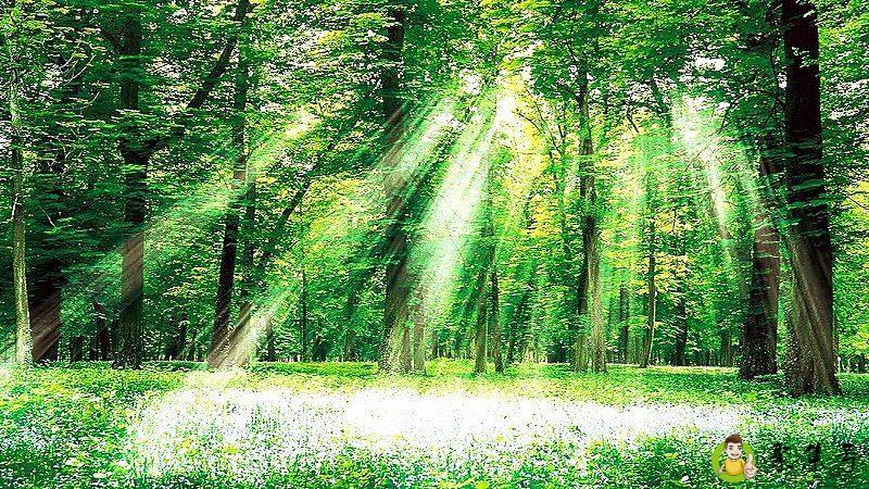 去森林怕迷路带什么