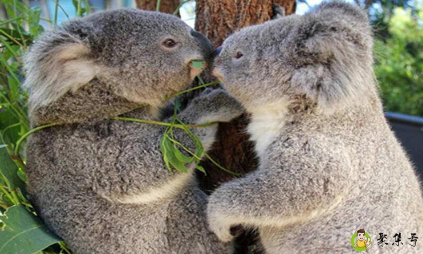 树袋熊寿命有多长