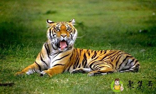 说女孩子虎是什么意思