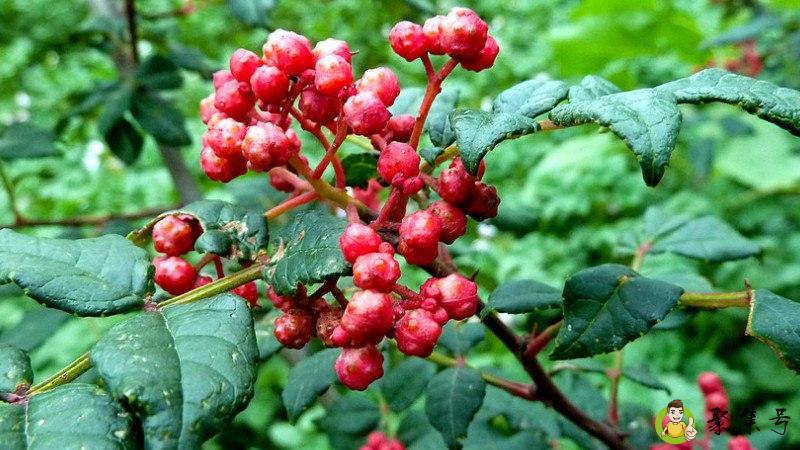 凤椒和大红袍的区别